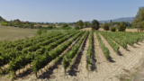 1163- Arezzo vineyard- 22.jpeg