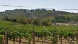 1163- Arezzo vineyard- 24.jpeg