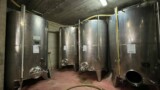 1163- Arezzo vineyard- 39.jpeg
