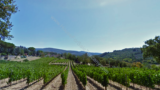 1163- Arezzo vineyard- 4.jpeg