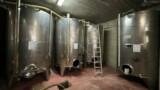 1163- Arezzo vineyard- 7.jpeg